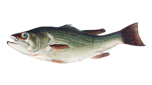 largemouth bass, fish, animal